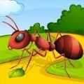 蚂蚁赛跑